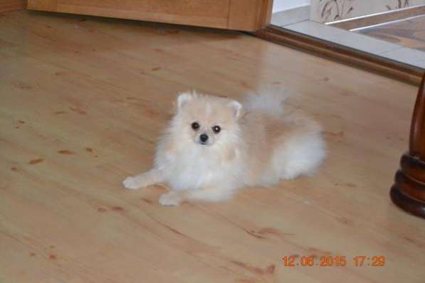 Домашний любимец в Санкт-Петербурге фото 4