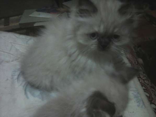 Персидские котятки