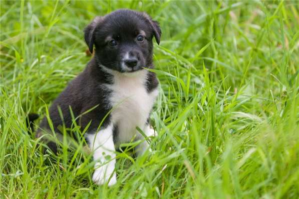 Чудесные щенки ищут дом (мальчики и девочки)