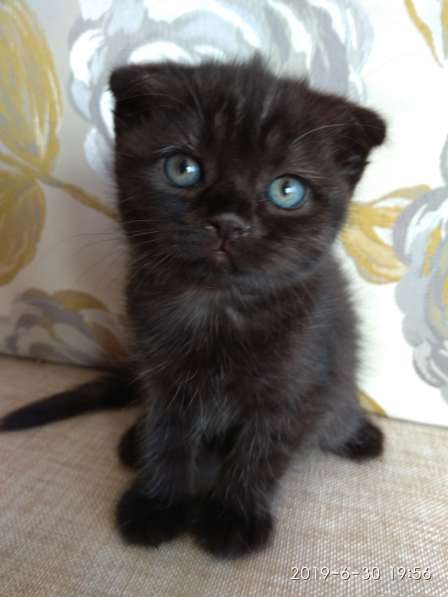 Шотландские вислоухие в фото 6