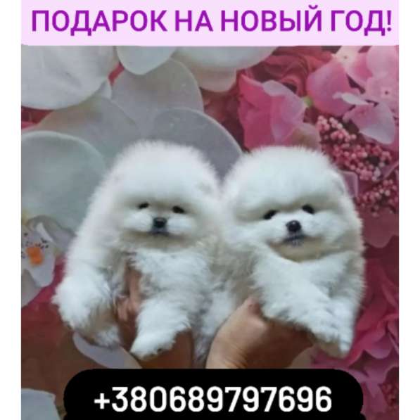 Белое счастье! Продам померанских шпицов! в фото 3