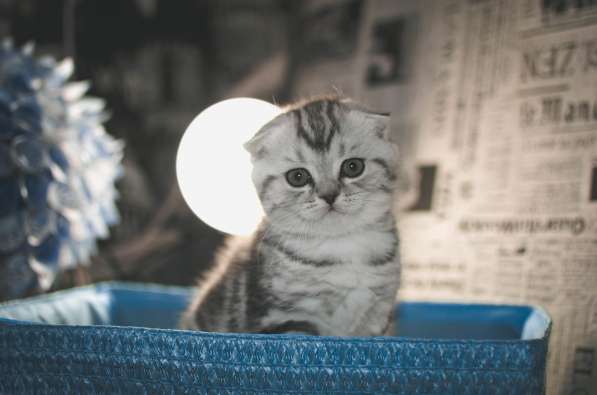 Роскошные котята scottish fold с родословной в Саратове фото 13
