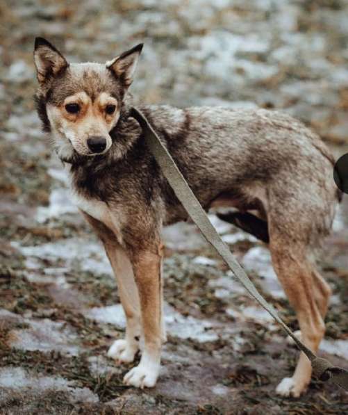 Маленькая лапочка-собачка в Санкт-Петербурге фото 11