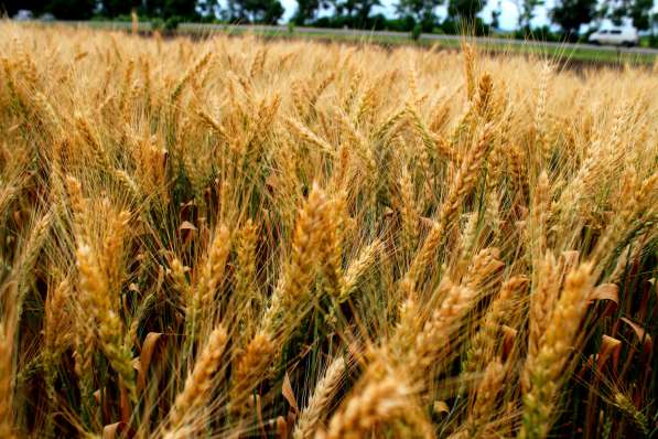 Семена Пшеницы, подсолнух, Бобовые, Ячмень Пшеница Горох КФХ