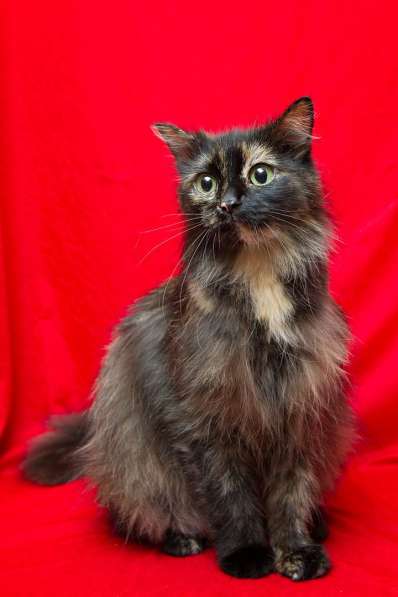 Эсми – космическая красота. Молодая кошечка в дар в Калуге фото 19