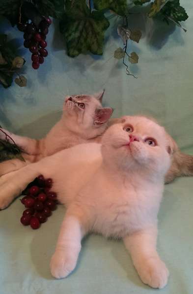 Скоттиш-фолд в Москве фото 3
