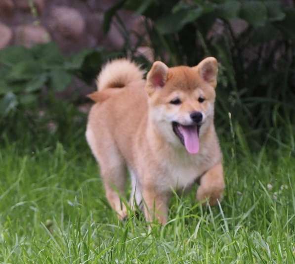 Щенки сиба в Москве фото 8