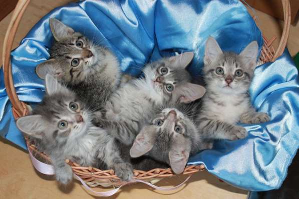 Серые мурлыки, котята в добрые руки в Калуге фото 31