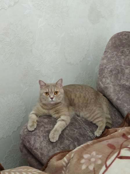 Британский котенок в Новосибирске фото 3