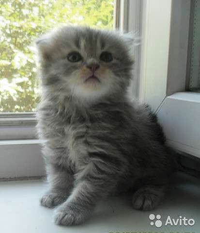 Коты на вязку котята-вислоухие и прямоухие в Костроме фото 5