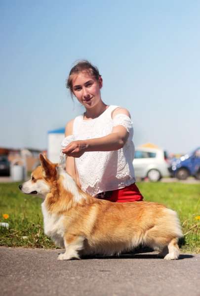 Продаются щенки Вельш Корги Пемброк в фото 9