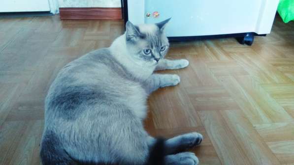 Британский чистокровный котенок в фото 14