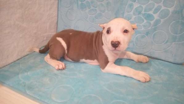 Красотка Амстаффа голубого окраса 3 месяца ркф в Москве фото 7