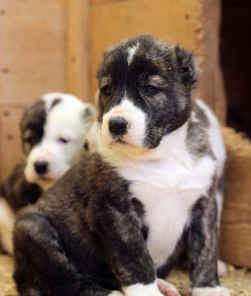 Щенок Среднеазиатской овчарки в Новосибирске фото 23