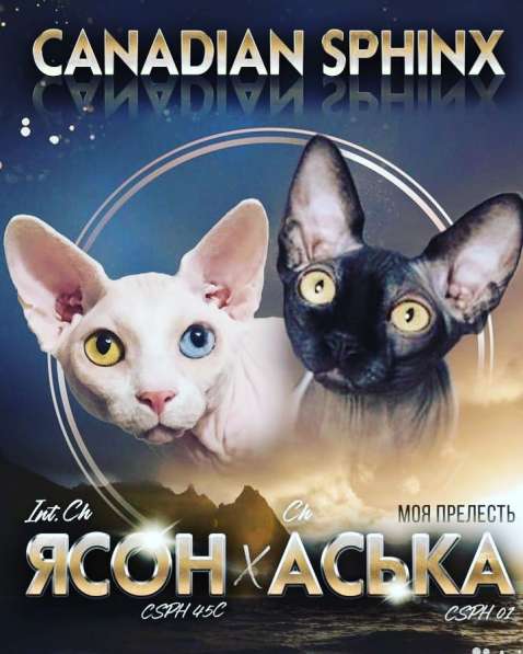 Котята канадского сфинксв в Москве