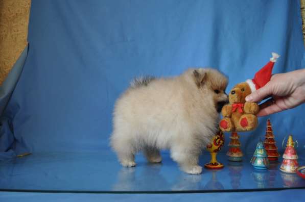 Себастьян Барон С Рублевки в Москве фото 6