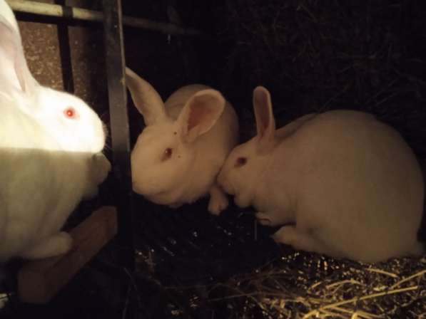 Продам кроликов породы паннон
