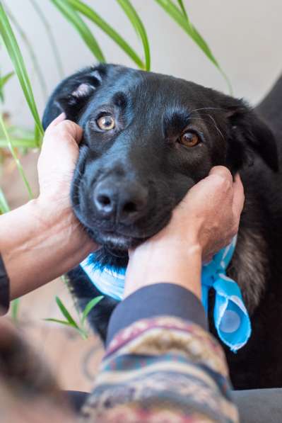 Линси - щенок метис лабрадора в дар в Москве фото 16