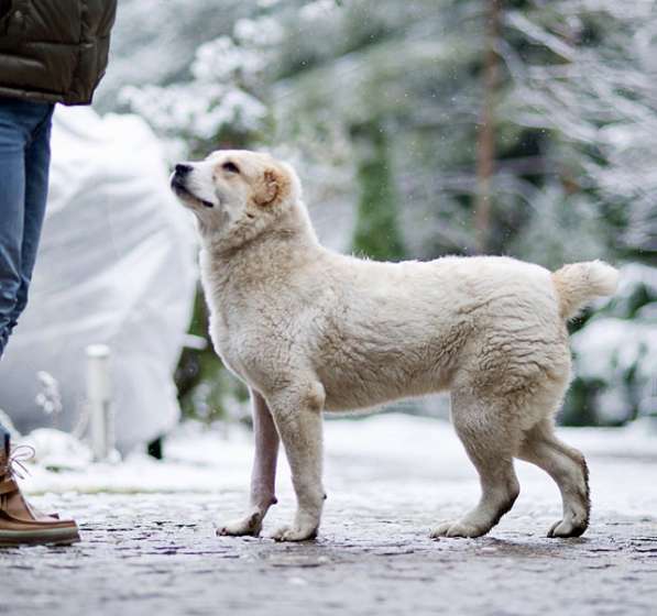 Роскошная Лана,собачка-подросток породы алабай в добрые руки в Москве фото 6