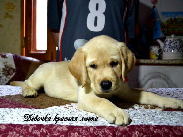 Щенки лабрадора из питомника в Белгороде фото 16