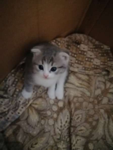 Красивые котята в Нижнем Новгороде фото 5