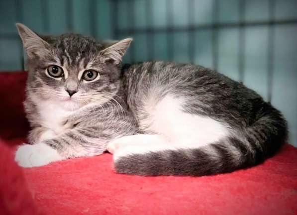 Котята в добрые руки! в Москве фото 6