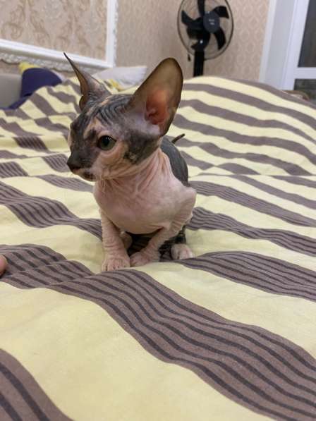 Донской сфинкс в Тюмени фото 3