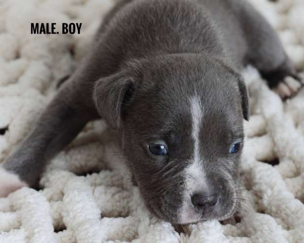 American bully puppy в фото 3