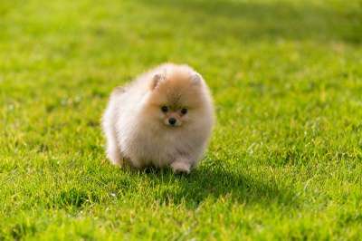 Щенков померанского шпица