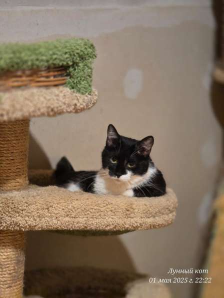 Котик Рембик