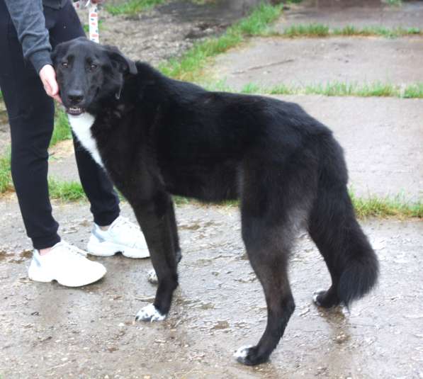 Собака-компаньон Туман мечтает о семье и доме!!! в Москве фото 6