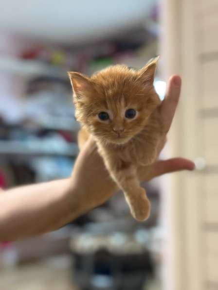 Котята в Москве фото 7