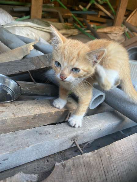 Котята в Калининграде