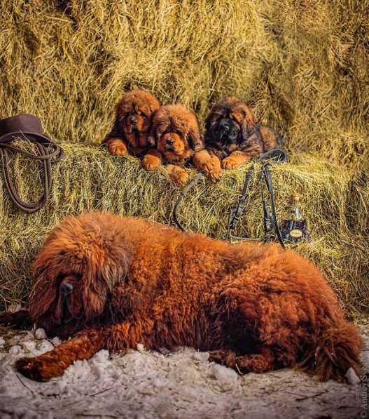 Щенки тибетского мастифа в Москве фото 4