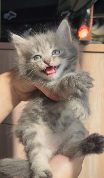 Отдам в добрые руки котят
