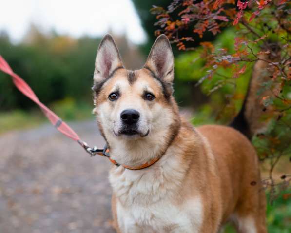 Красивый активный пёс Маффин ищет дом в Санкт-Петербурге фото 6