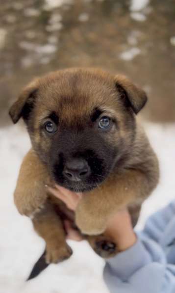 Собака в добрые руки в Новосибирске фото 3