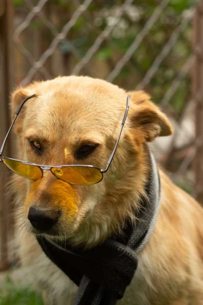 Милая игривая собака-золотинка в Санкт-Петербурге фото 7