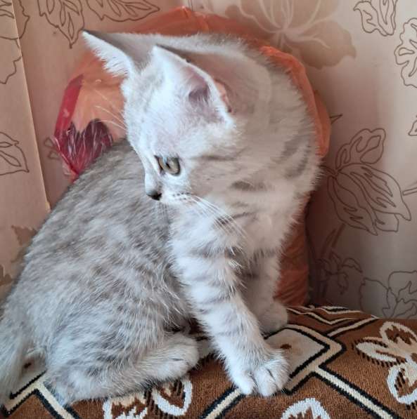 Продаются шотландские котята в фото 14