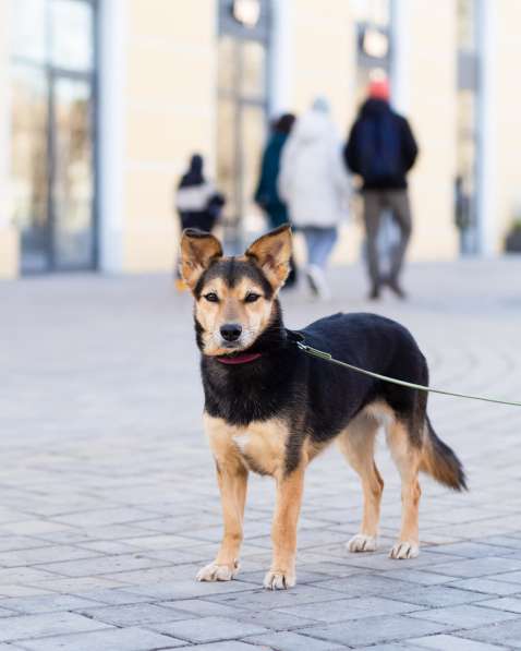 Красивая собачка размером с таксу в Санкт-Петербурге фото 6