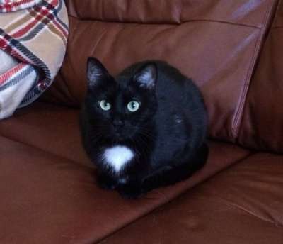 Отдам даром Черная ночка - Марта