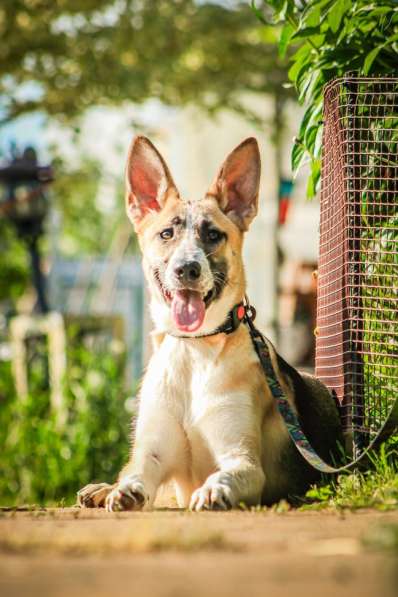 Красавчик, метис овчарки Рэкс в дар