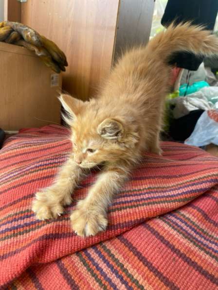 Отдаю котят в добрые руки ! в Красногорске