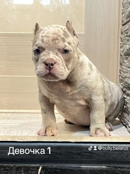 Амбулли в фото 3