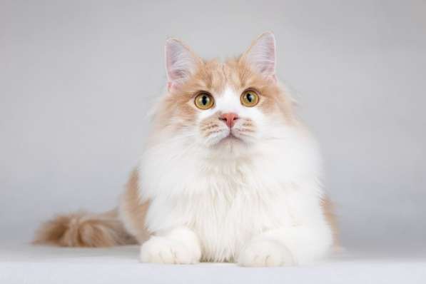 Пирожок - котик, который улыбается в Москве фото 8