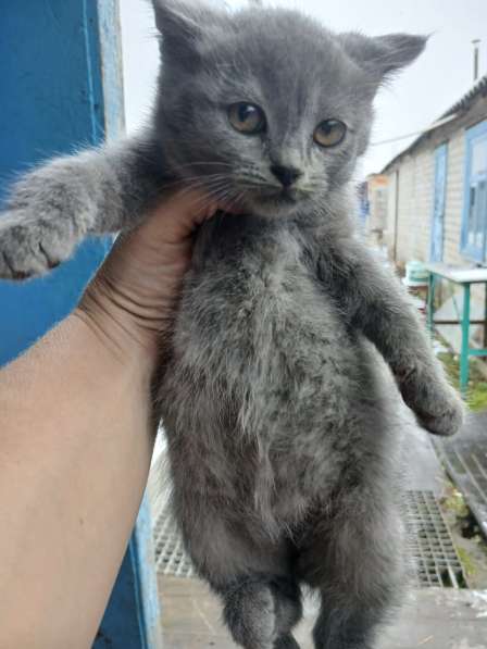 Отдам даром в Бутурлиновке