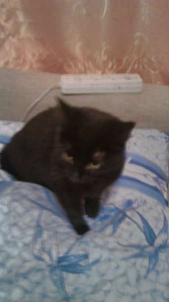 Отдам даром Молодая кошечка Дуня в Санкт-Петербурге