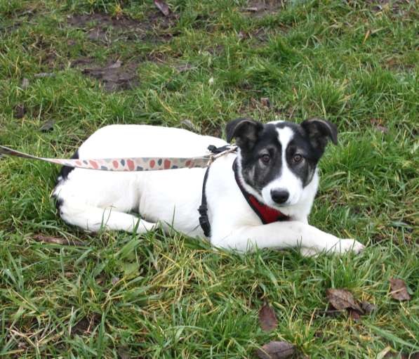 Ласковая малышка Панда в поисках своей семьи в Москве фото 5