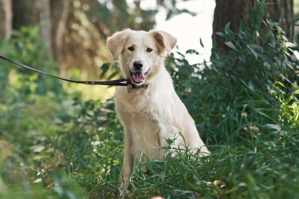 Ищет дом чудесный пес Арни в Москве фото 3