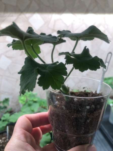 Сортовые пеларгонии в Брянске фото 3